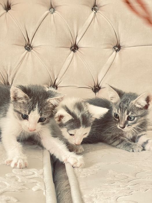 Отдам в добрые руки котят