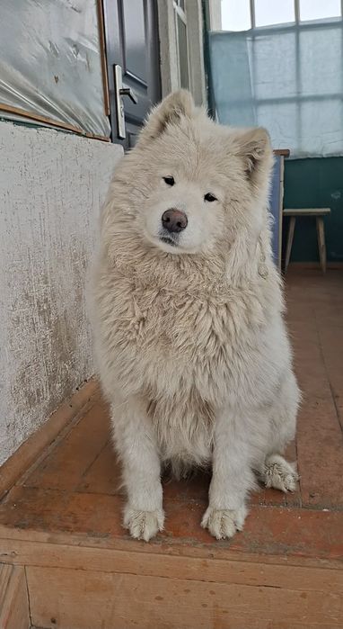 Племенной Самоедская Собака