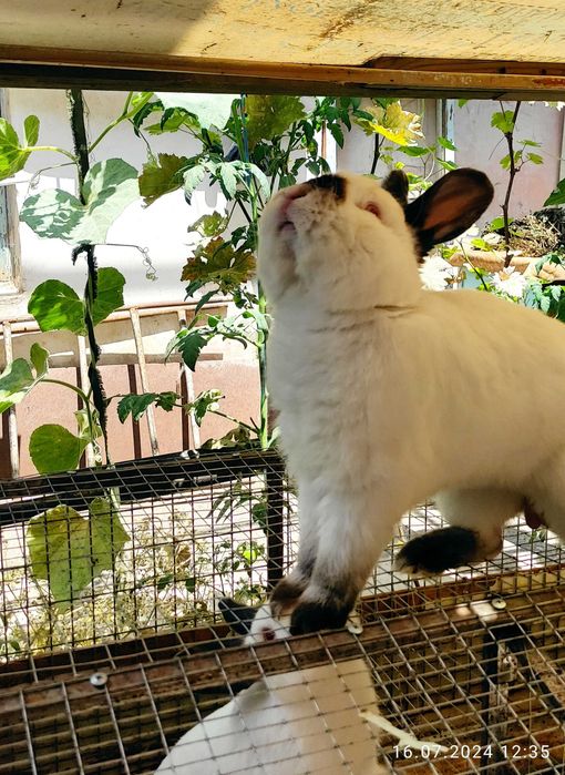 Самцы Калифорнийской породы. Куён/ quyon/ қуён/ самец