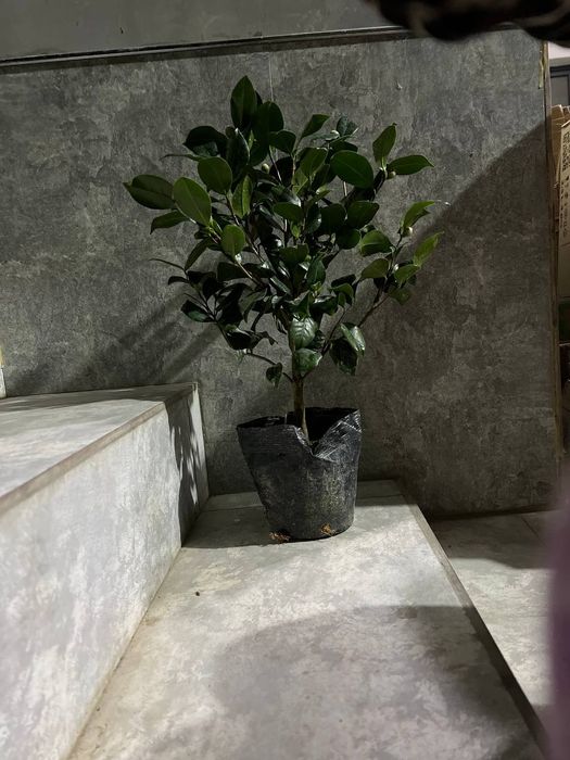 Камелия японская