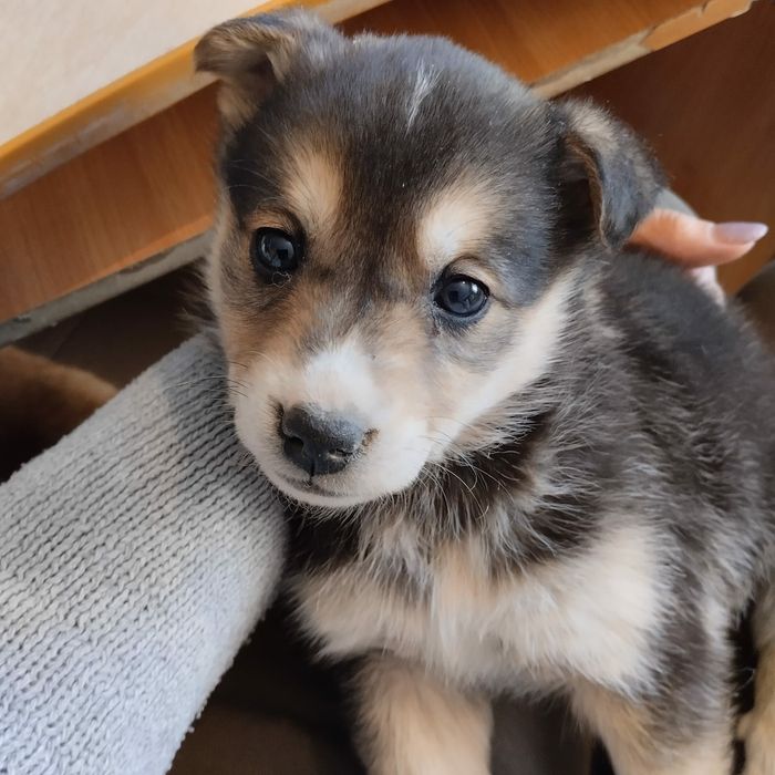 Отдам маленького щенка в добрые руки