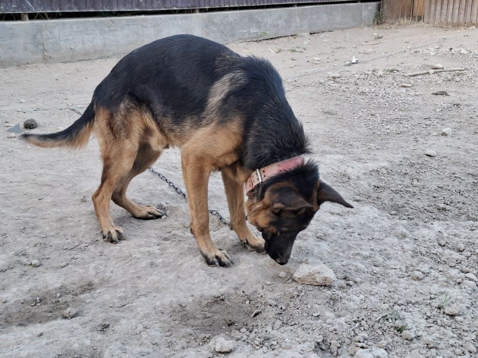 Немецкая овчарка