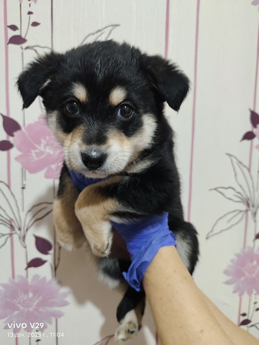 Ищем дом для щенков!