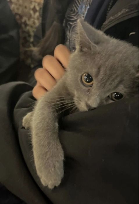 Британские короткошёрстные котята.