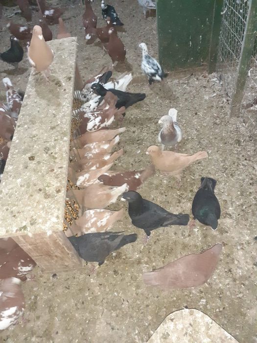 Porumbei voiajori germani