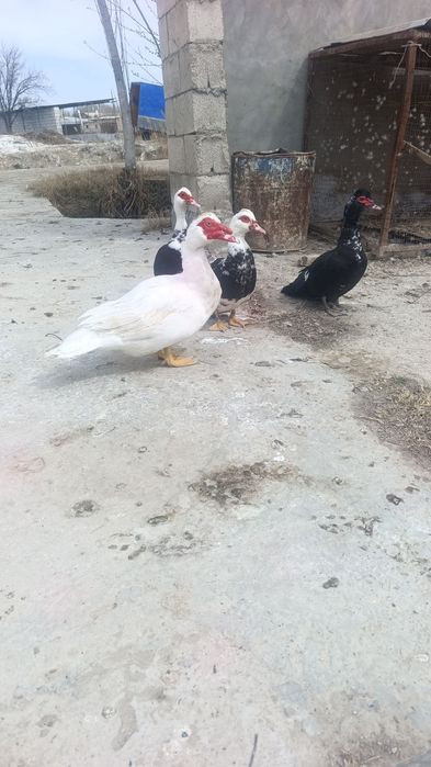 Индутка сотилади