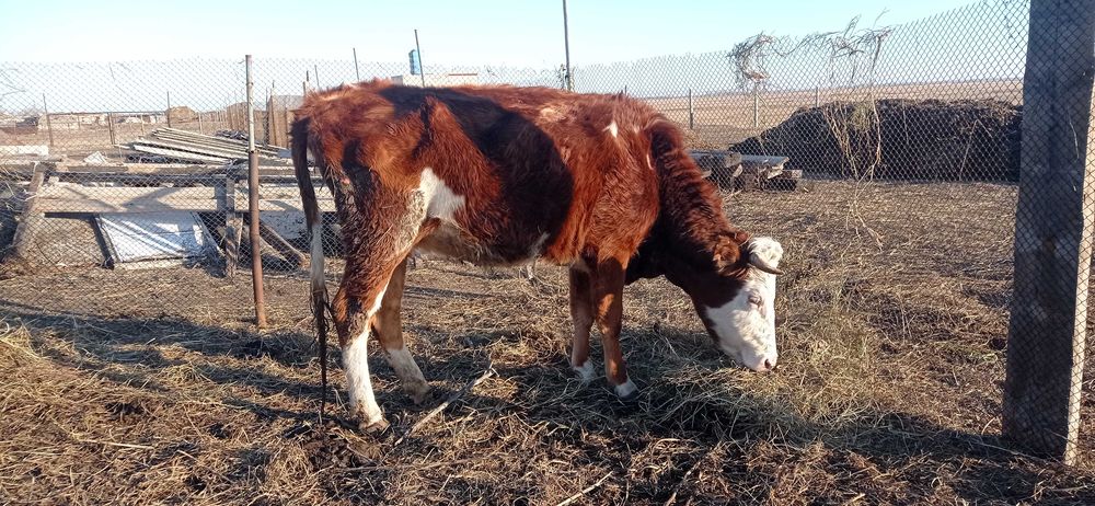 Корова, стельная