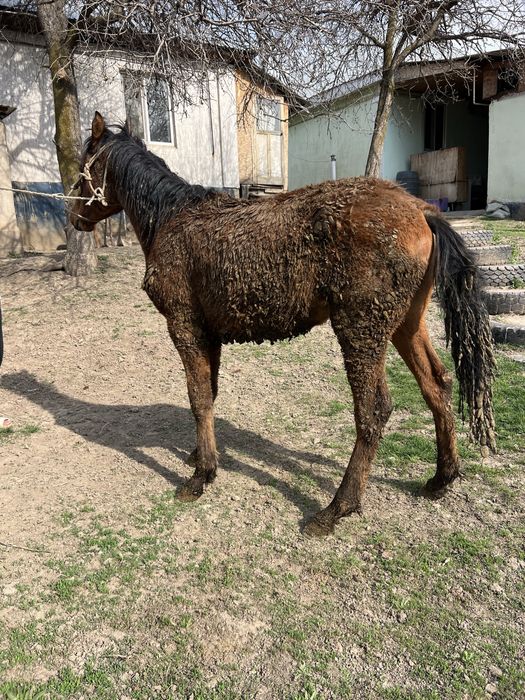 Семиз Еркек Тай Жеребят