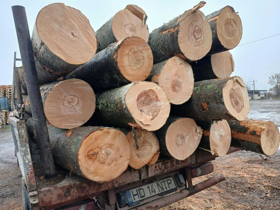 Vand lemn pentru foc de esenta tare, fag