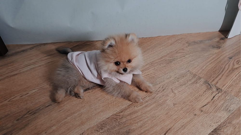Pomeranian cu pedegree