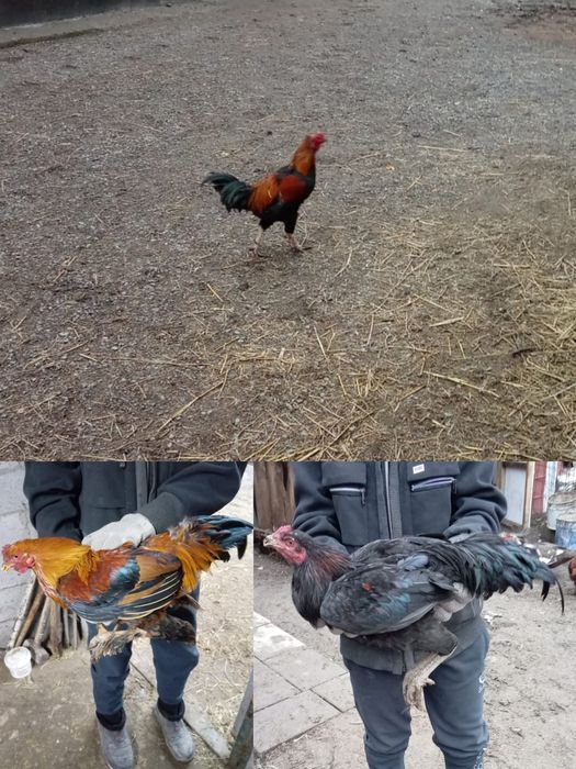 Продам домашние молодые 3-петуха