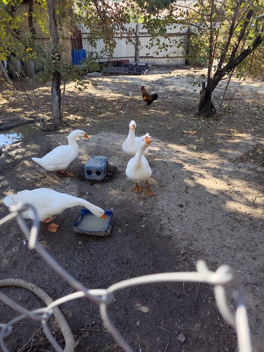 Продам гусей домашних.
