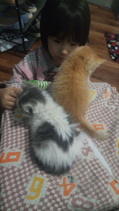 Рыжий котенок от сибирской кошки. . 1 мес.