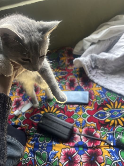 кошка хочет дома