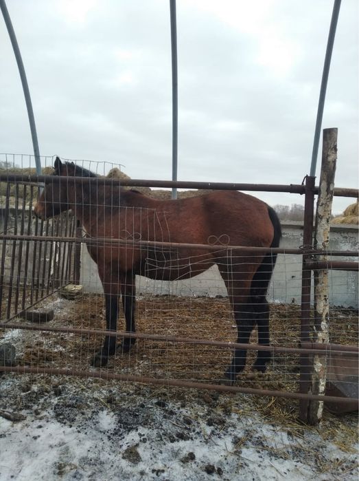 Продам байтал 2,5 года