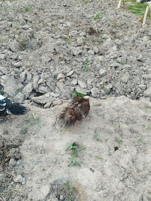 Хорози ва макиёни сотилади соглом