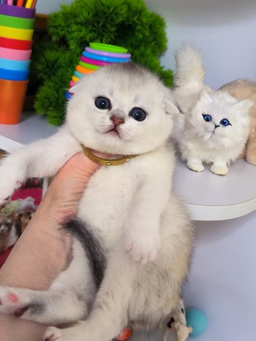 Котята от правильной вязки