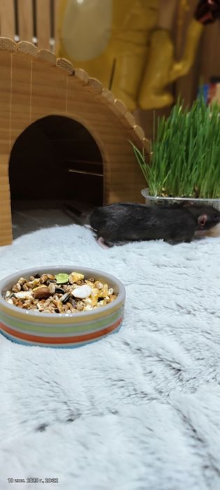 Крыса малыш,крысы,крыски