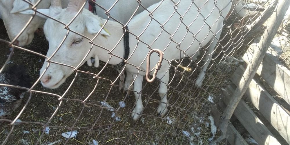 Продам Зааненскую козу.