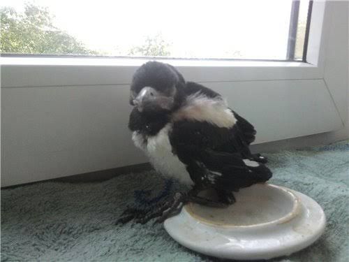 Продам птенца сороки..