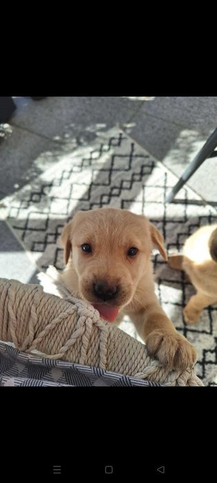 Pui Labrador Retriever