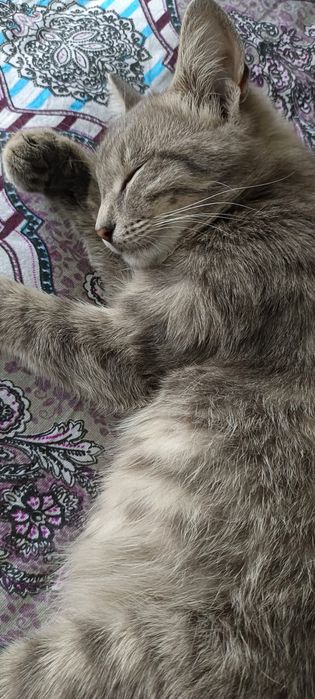 Отдам в хорошие руки кошку девочка