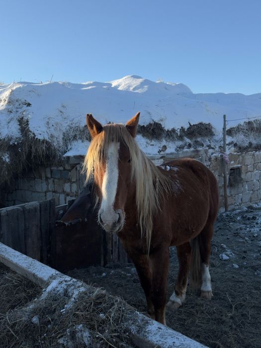 Продам Жеребц Айғыр
Үйір ұстайды,жегіледі,мініледі
850000тг торг ест