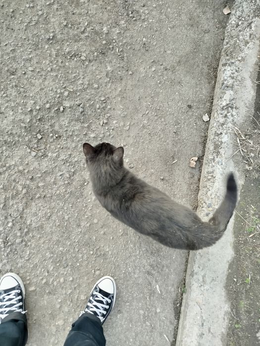 Пропал чёрный кот! Район Бульвар Гагарина