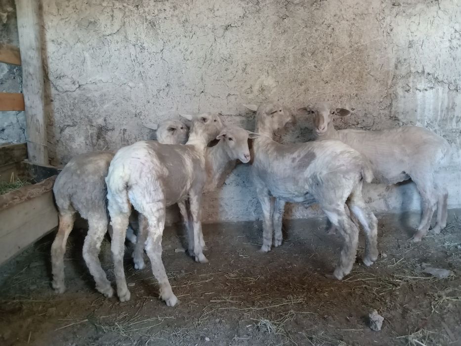 Сек тоқтылар Семіз