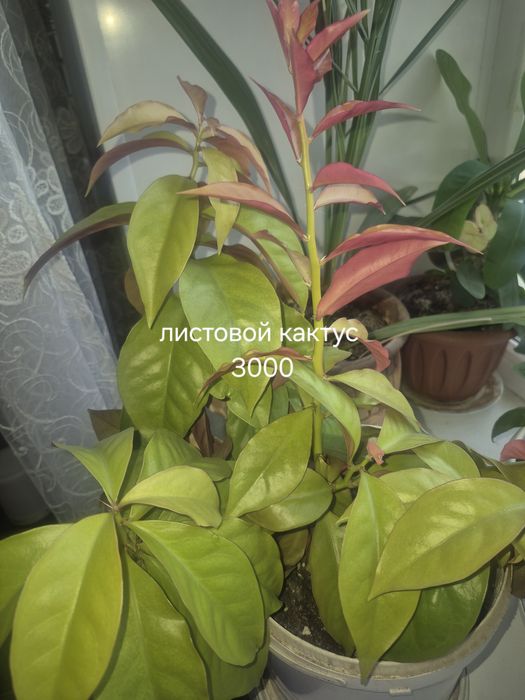 Комнатные растения