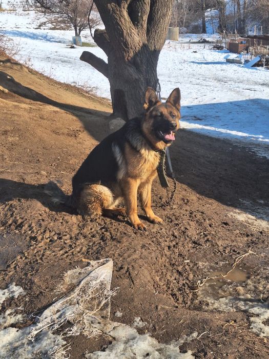 Годовалый немецкая овчарка