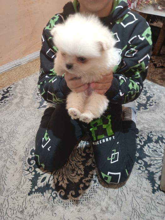 Померанкета.четери момчета