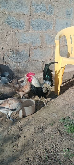 Карликовых курей