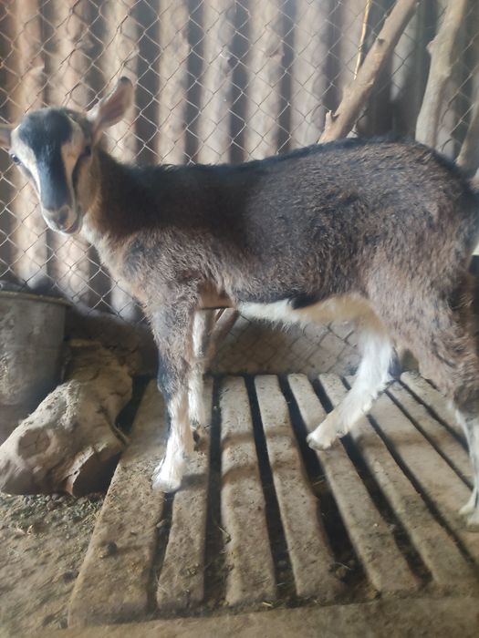 Продам альпийского козлика