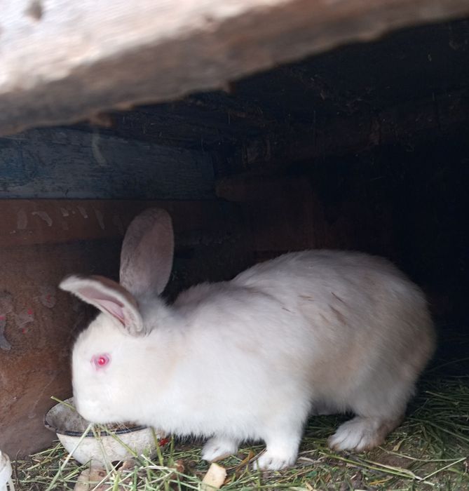 Продаются кролики домашнии
