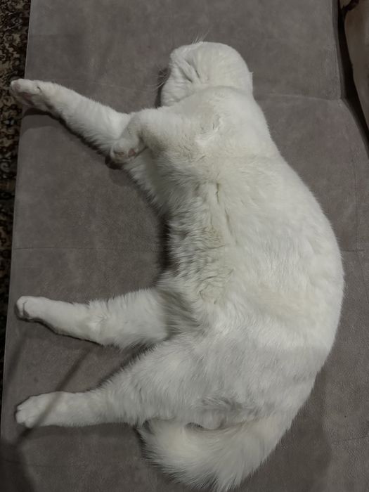 Кот приглашать к себе кошек вязка