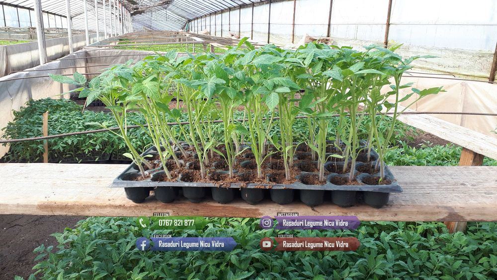 Vand rasad de rosii, ardei, castraveti, vinete | rasaduri de legume