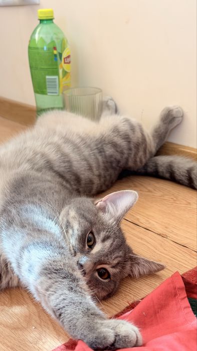 Отдам в добрые руки