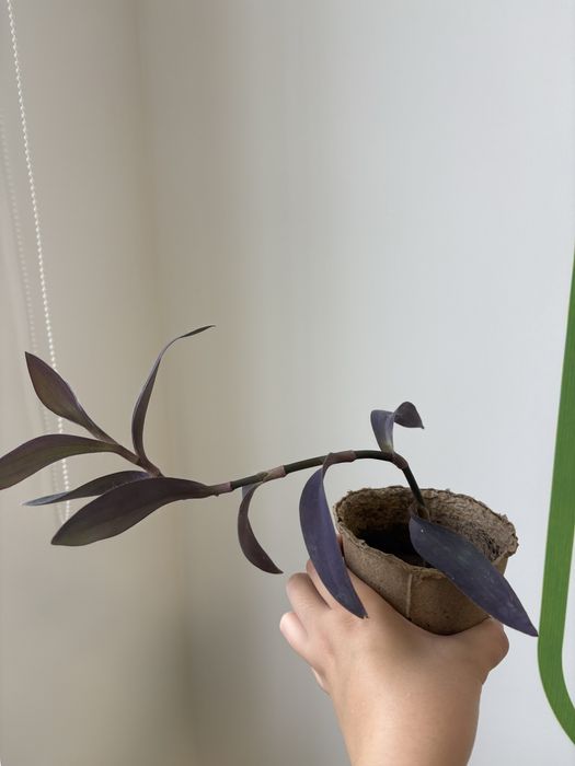 Продаются отростки