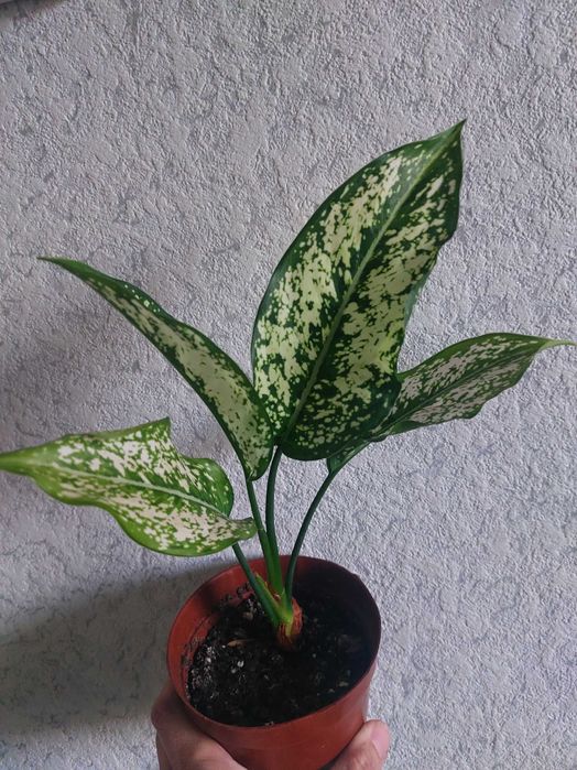 Продам комнатные растения.