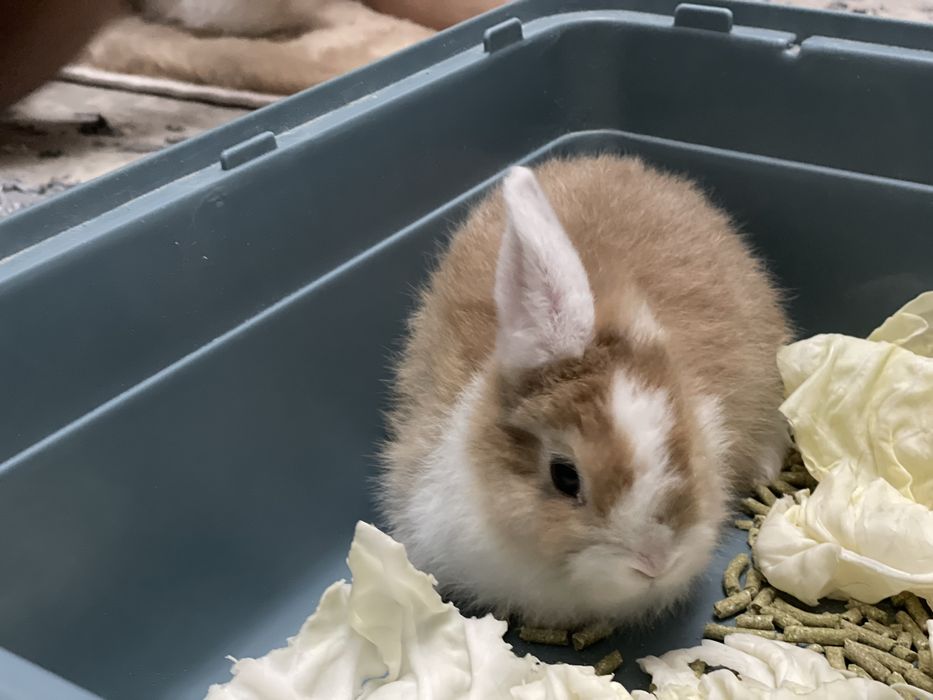 Карликовый кролик