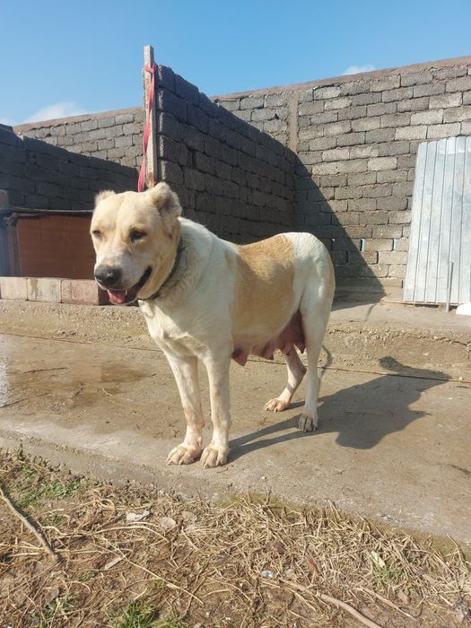 Щенок, Алабай, САО. Собака