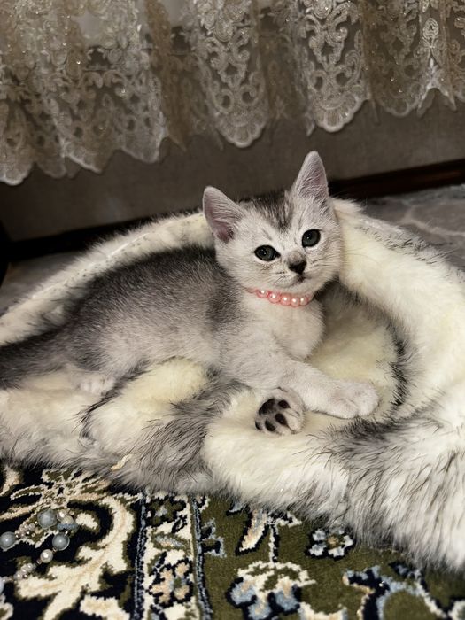 Скоттиш страйт серебристая шиншилла