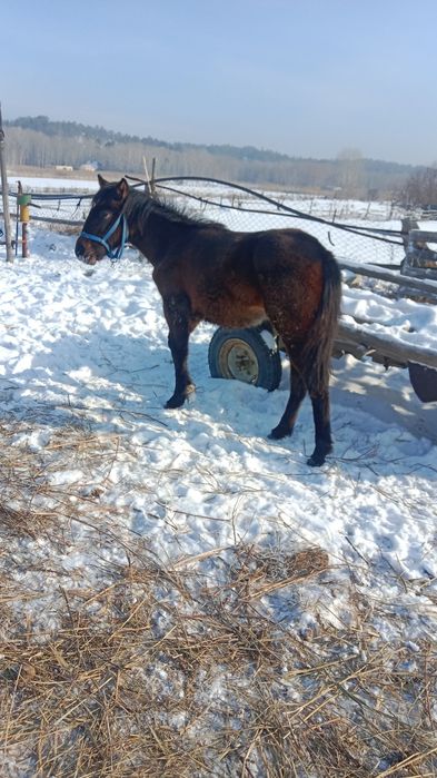 Сатылат ургашы тай