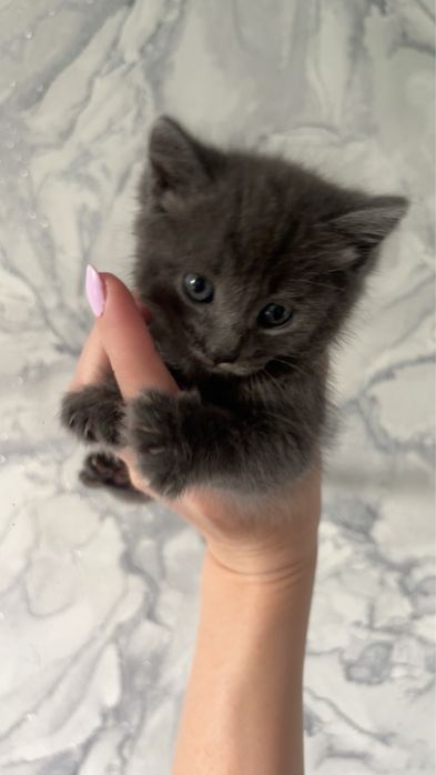 Отдам котят в добрые руки!