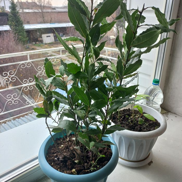 Полноценные кусты лаврового листа.