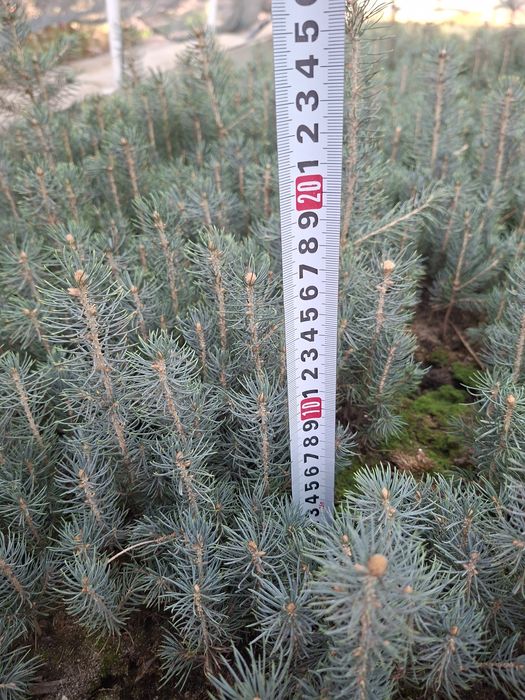 Голубая ель Кук арча