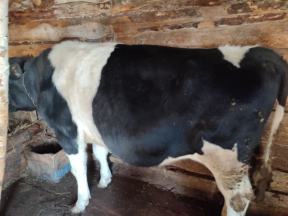 Бычки на откорме