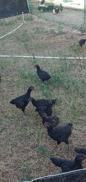 Gigant qora shahzoda sotiladi 12 oyli