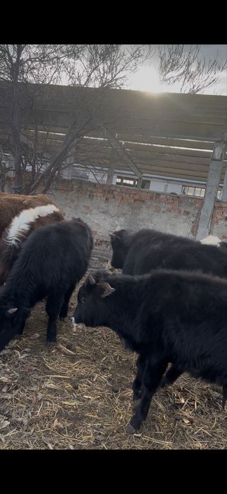 Bovine de vanzare urgent!!!